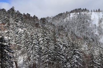 Wild forest of winter in Hokkaido