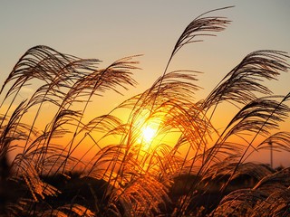 すすきと夕陽