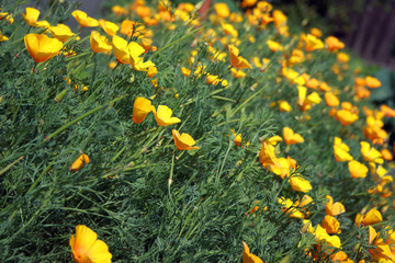 escholzia, summer flowers, yellow escholzia, a field of yellow flowers, summer flowering meadow, hot summer, colors summer, summer herbs
