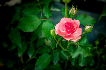 Old rose color rose on blurred background