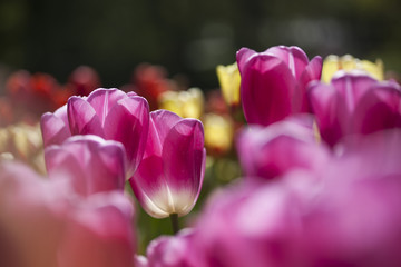 Colorful tulips in spring of flowers