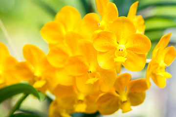 Fototapeta premium vanda orchids flower