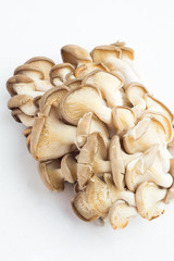 oyster mushrooms on a white background closeup.