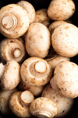 mushrooms close up on a black background.
