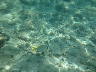 Obraz premium underwater