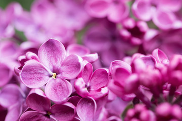 Background with colorful flowers lilac