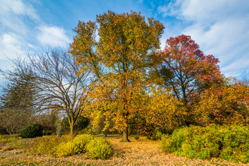 Autumn color at Cylburn Arboretum, in Baltimore, Maryland.