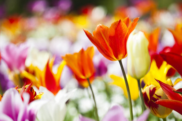 Beautiful close up macro tulip