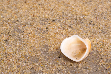single shell on wet sand at beach