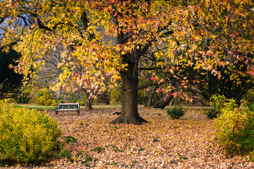 Fototapeta na wymiar Autumn color at Cylburn Arboretum, in Baltimore, Maryland.