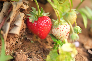 fresh strawberry in the garden in thailand 