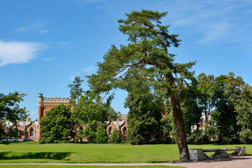 Fototapeta na wymiar Peterhof, beautiful tree in the Park