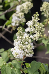 white lilac closeup