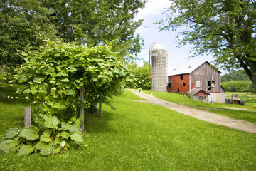 Agricultural background. A farm between green trees at Midwest USA. Wisconsin summer landscape with...