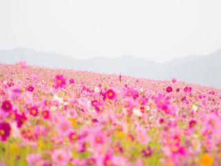 Obraz premium cosmos flower field on mountain