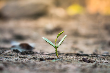 Living with tree drought, Crack ground drought.
