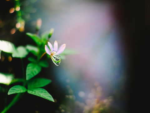 flower blooming