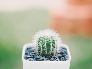 Cute cactus