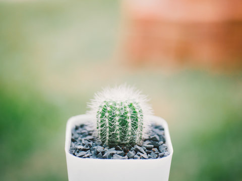 Cute cactus