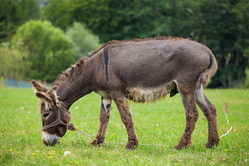 Fototapeta premium Cute donkey on a green meadow