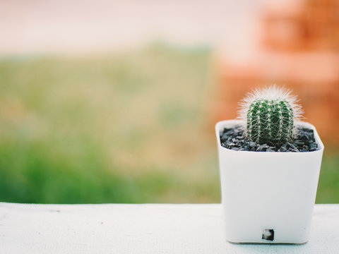 cute cactus on table