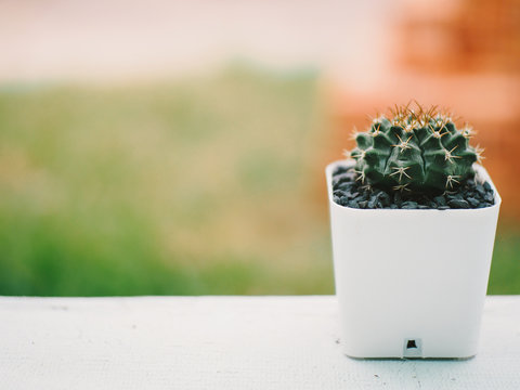Cactus on table