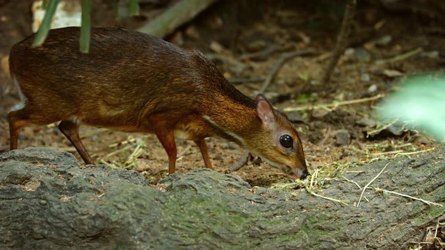 Javan Mouse Deer Grazing, with Sound