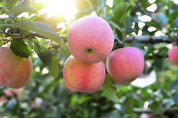 Many mature apples on the tree