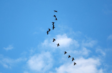 Many birds flying up in the cloud sky