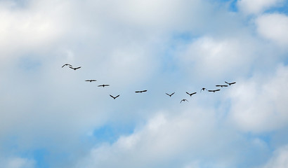 Many birds flying up in the cloud sky