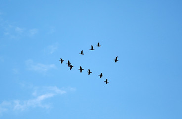 Fototapeta premium Many birds flying up in the cloud sky