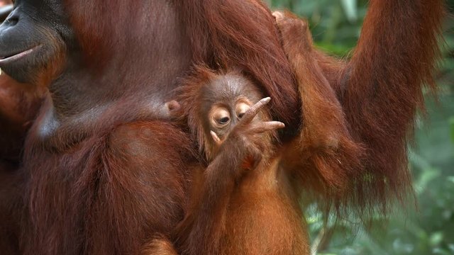 Baby Orangutan Clings to Mother while Eating Fruit