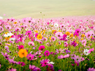 cosmos flower field on mountain