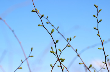 Thin twigs with green buds against the blue sky.