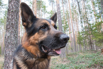 Dog german shepherd in the forest