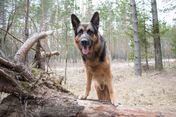 Dog german shepherd in the forest