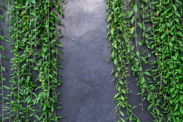 Concrete wall or marble wall and ornamental plants or ivy or garden tree for background.