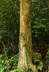 Thymelaeaceae tree raw material for making perfume