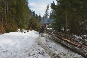 Skidding timber / Tractor is skidding cut trees out of the forest.