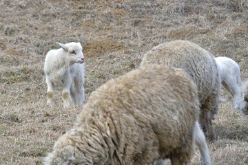 Obraz na płótnie Canvas a white suffolk lamb, a few days old