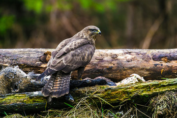 Common buzzard (Buteo buteo) in a Forest