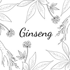 Root and leaves panax ginseng, sketch style. Hand draw vintage illustration of medicinal plants. For traditional medicine, gardening. Square banner, template.