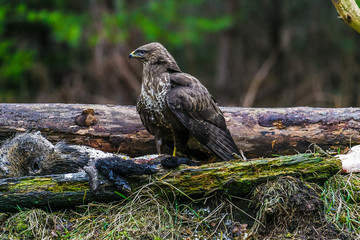 Common buzzard (Buteo buteo) in a Forest