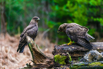 Common buzzard (Buteo buteo) in a Forest