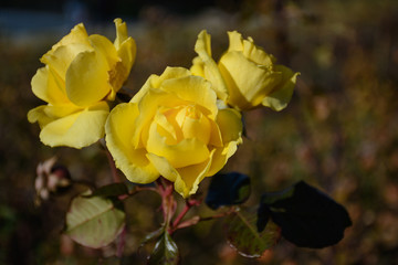 Yellow rose in the garden
