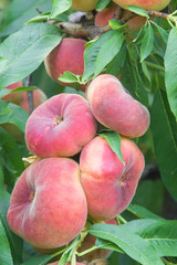 Saturn Peach with fruits at harvest point