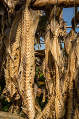 Outdoor drying of codfish
