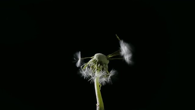 Dandelion blowing / Dandelion in the wind / Dandelion head. Seeds of dandelion resisting gusts of air flow.
