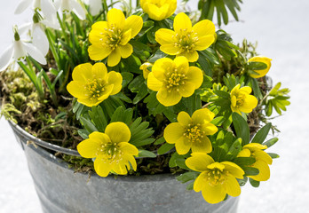 The first signs of spring. Winter aconite and snowdrops