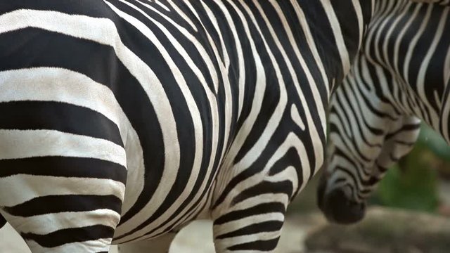 Zebra Swishing his Tail